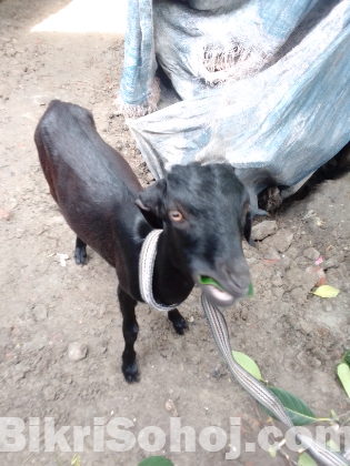 Deshi Madi cagol
